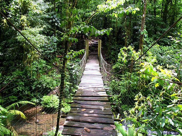 Exuberant rainforest in Costa Rica