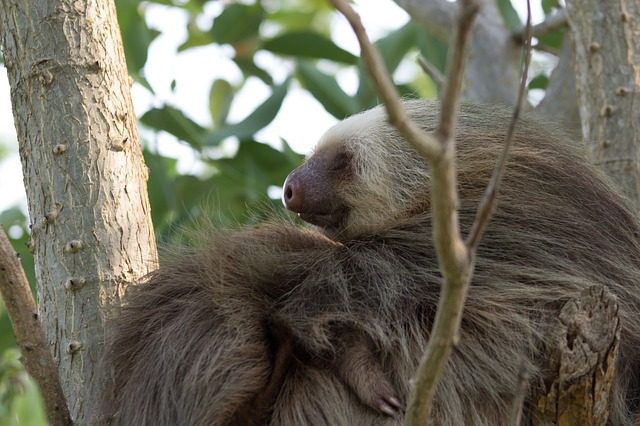 Sloth in Costa Rican Rainforest